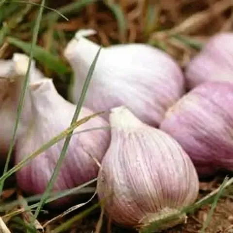 Посадочный чеснок продам 2