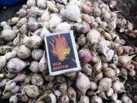 Посадочный чеснок продам