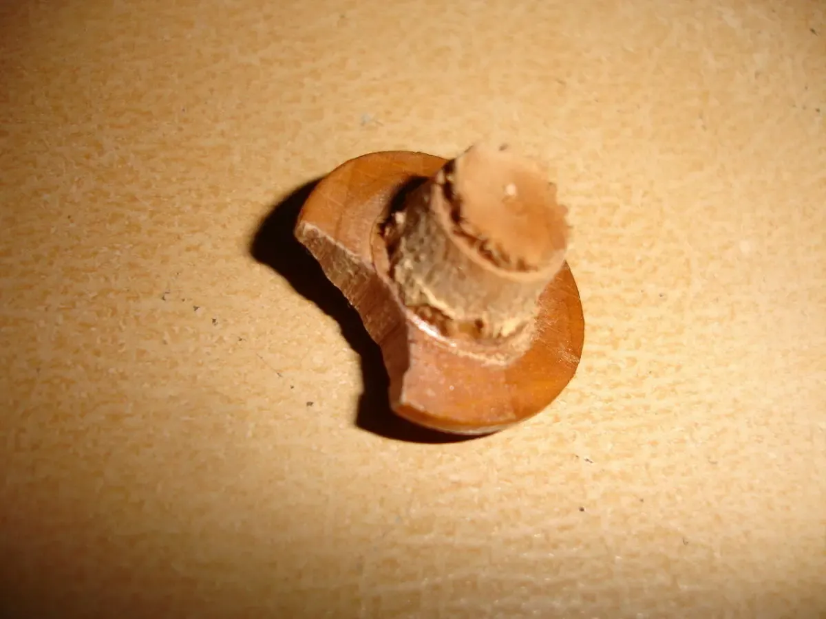 Сольница/солянка/сільничка дерево - свинка 8х5 см; натуральна 8