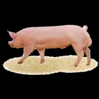 племінні свині, кнурі, свиноматки, F1