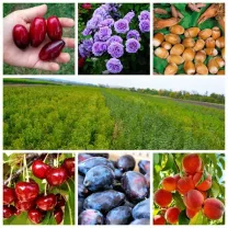 Саженцы яблони,груши,персика,слива,роза,нектарин,смородина,малина и.тд