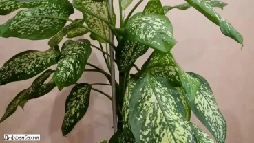 Диффенбахия комнатно-офисное растение 80 см