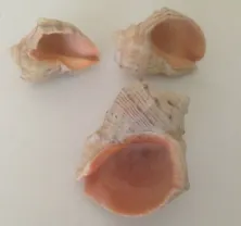 Ракушки