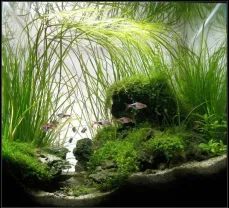 Валлиснерия нана