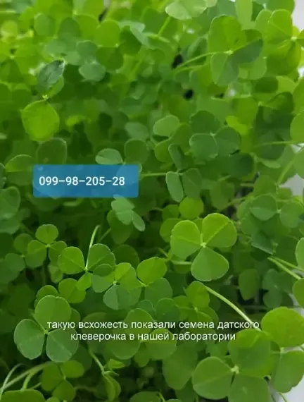 Микро клевер белый  Пиполина 10г семена на развес оригинал 4