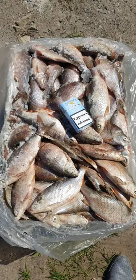 Продам ставковую рыбу в ассортименте: толстолоб, карп, амур, карась, щ