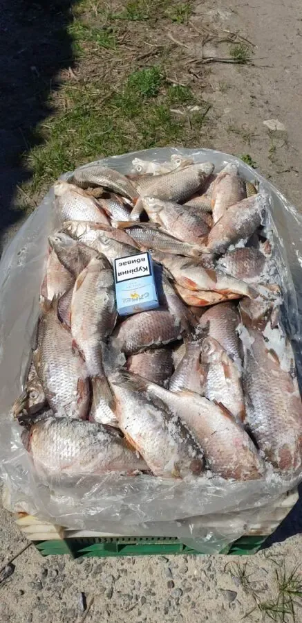 Продам ставковую рыбу в ассортименте: толстолоб, карп, амур, карась, щ 2