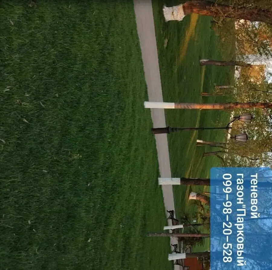 Газон парковый теневой универсальный семена газонная трава 4