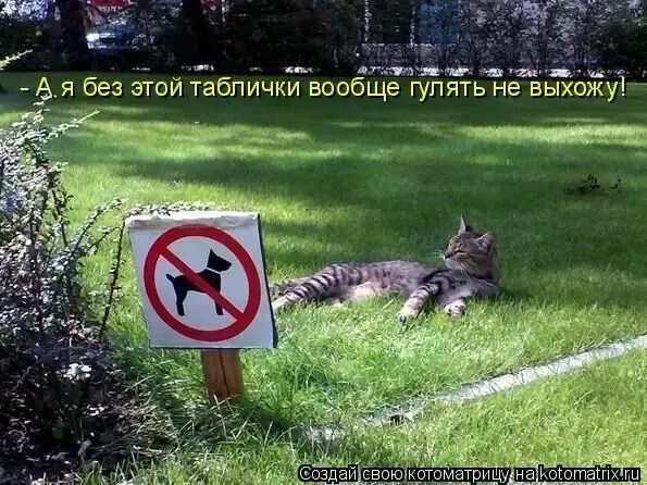 Газон парковый теневой универсальный семена газонная трава 9