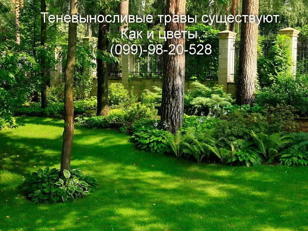 Газон парковый теневой универсальный семена газонная трава 3