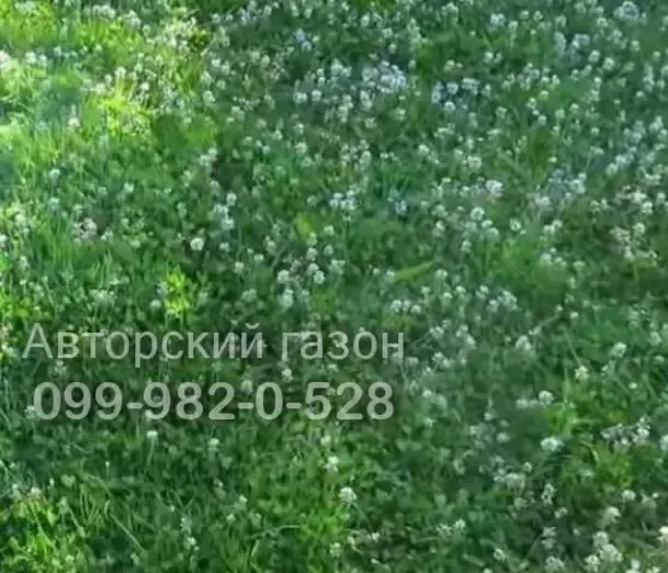 Газон парковый теневой универсальный семена газонная трава 7