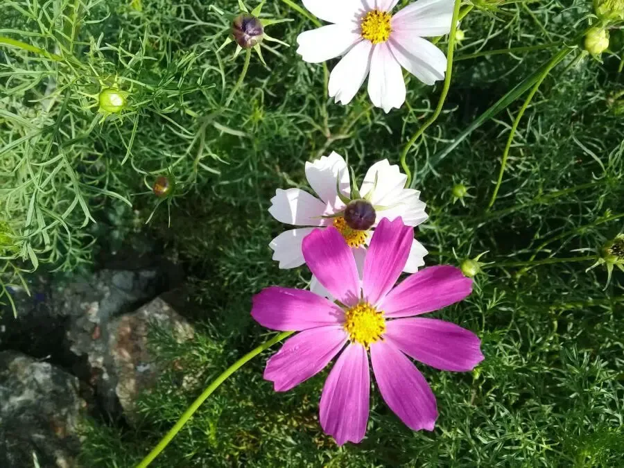 Космея семена