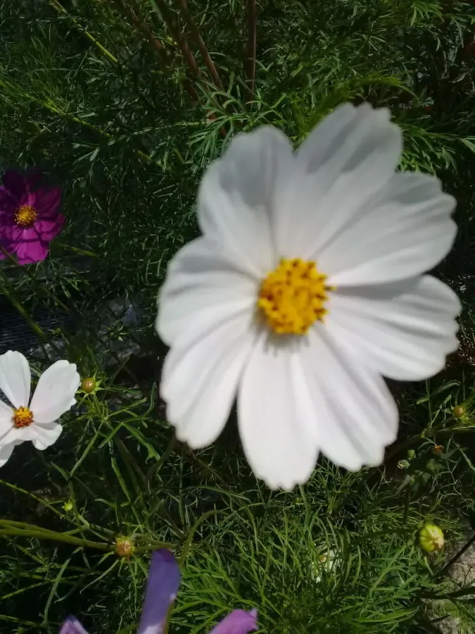 Космея семена 2