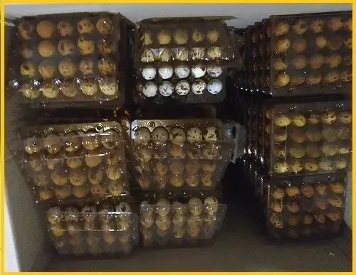 Перепелиные яйца - перепелов, домашние.