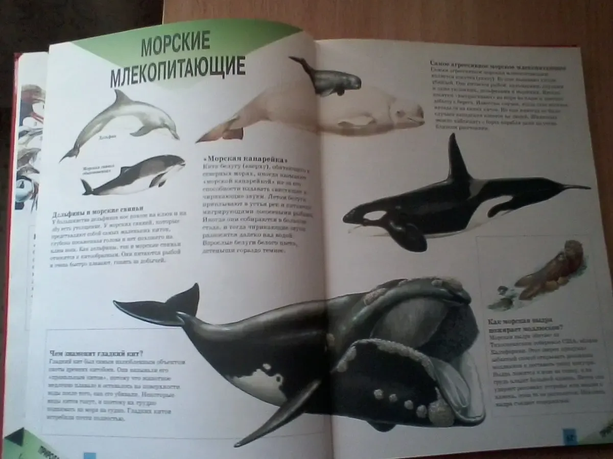 Всё обо всём.детская энциклопедия.формат:24,5/34/1,5см 5