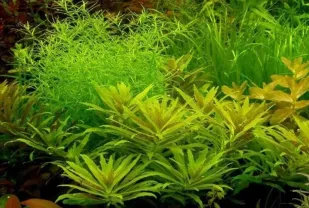 Лимнофила ароматика мини. растения для аквариума