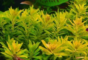Лимнофила ароматика мини. растения для аквариума