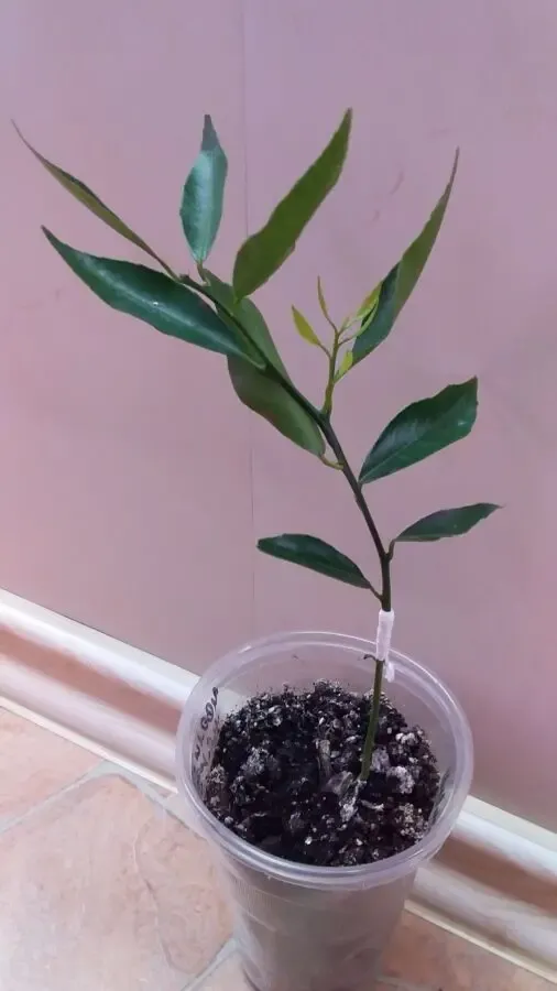 Мандарин Иволистный 2