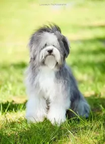 Цуценята українського одіса  від Чемпіонів та ТОП-собак