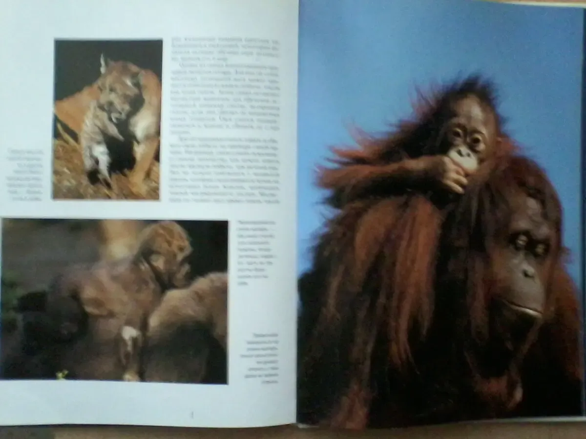 Детёныши животных.Пол Стерри.Бумага мелованная.Формат:24/34/1 см 7