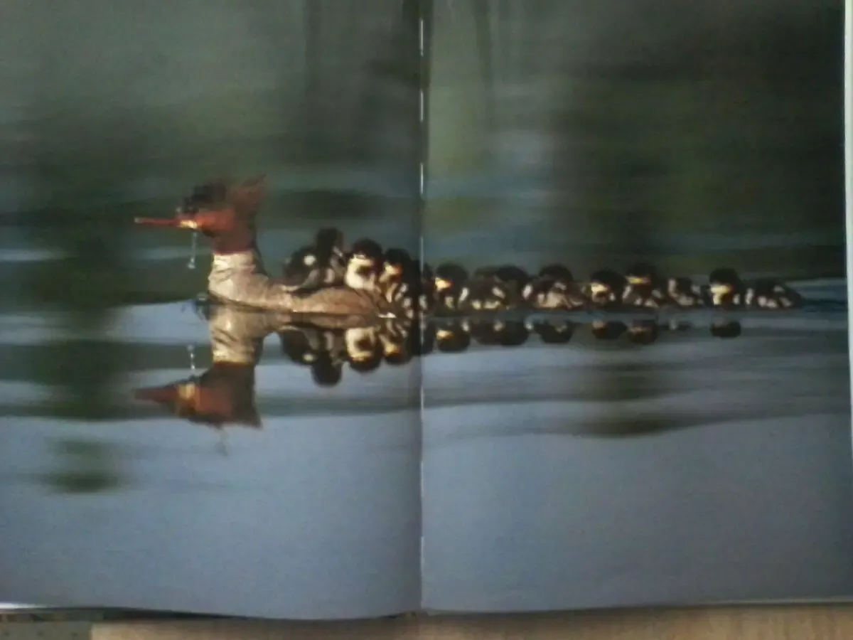 Детёныши животных.Пол Стерри.Бумага мелованная.Формат:24/34/1 см 4