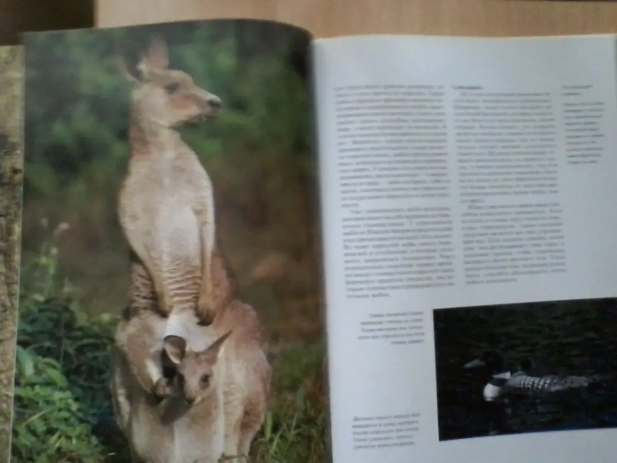 Детёныши животных.Пол Стерри.Бумага мелованная.Формат:24/34/1 см 5