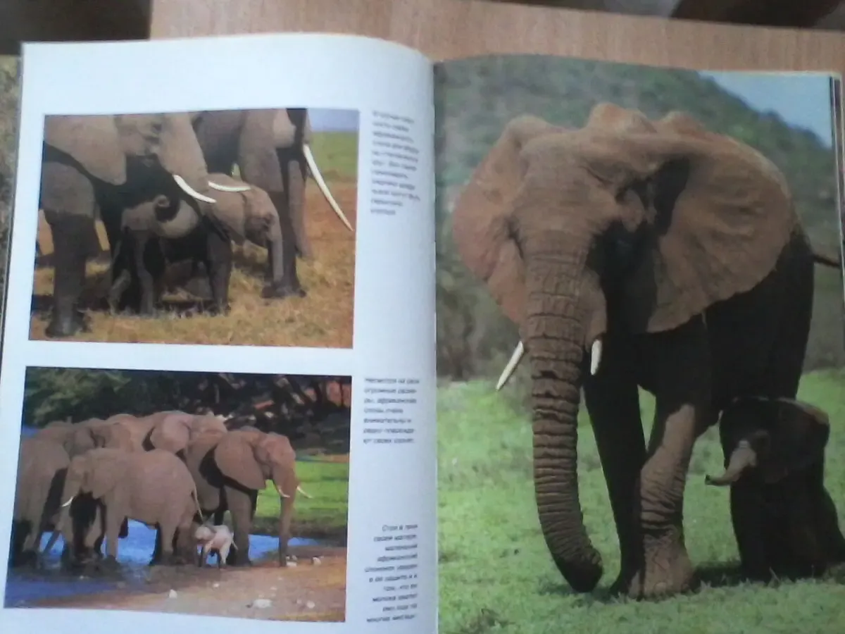 Детёныши животных.Пол Стерри.Бумага мелованная.Формат:24/34/1 см 6