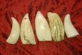 Куплю рога , бивни , продать рог носорога