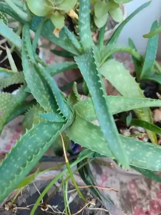 Отростки суккулентов, бегонии и др. 5