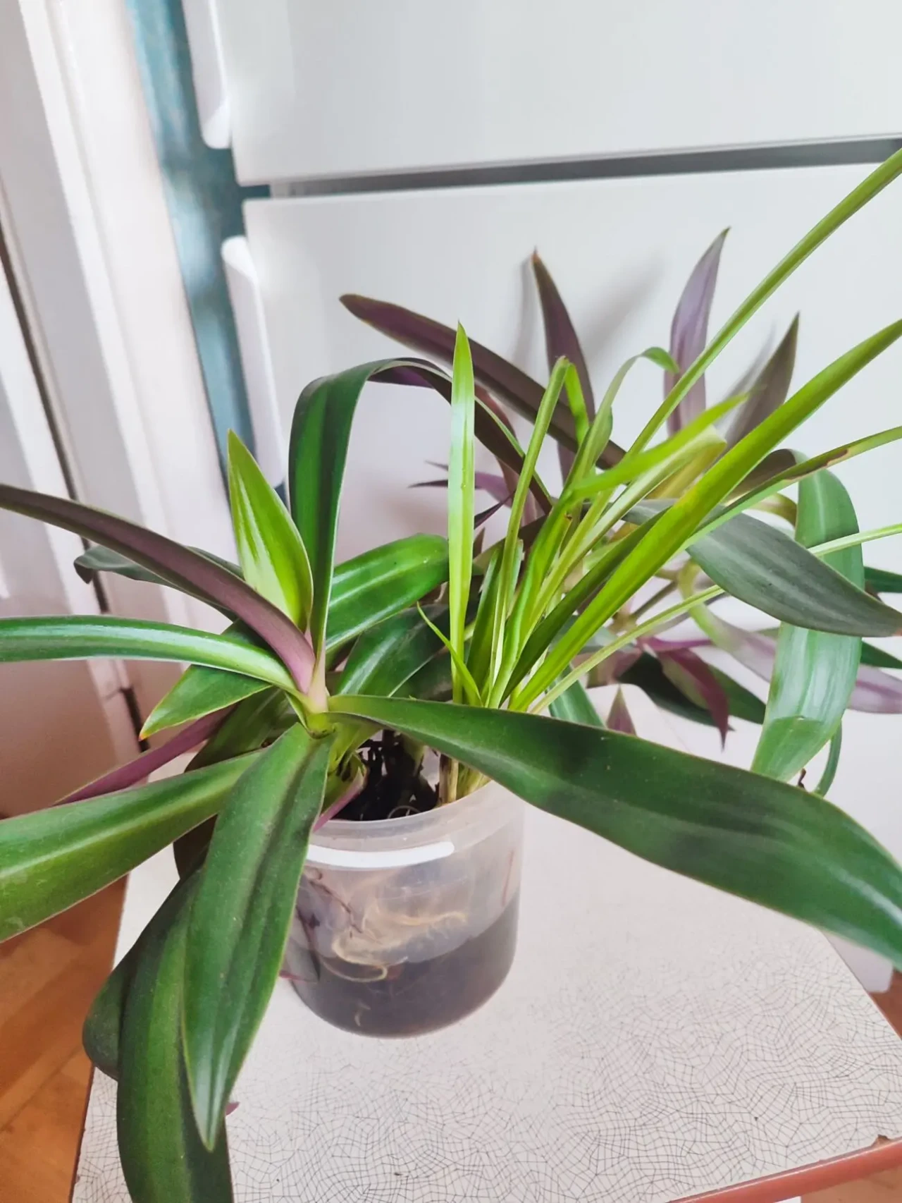 Отростки суккулентов, бегонии и др. 8