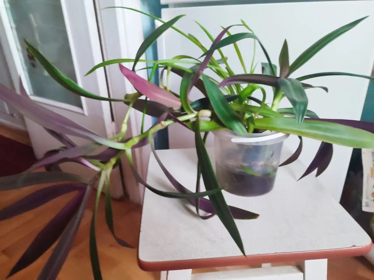 Отростки суккулентов, бегонии и др. 7