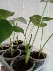 калла белая детки