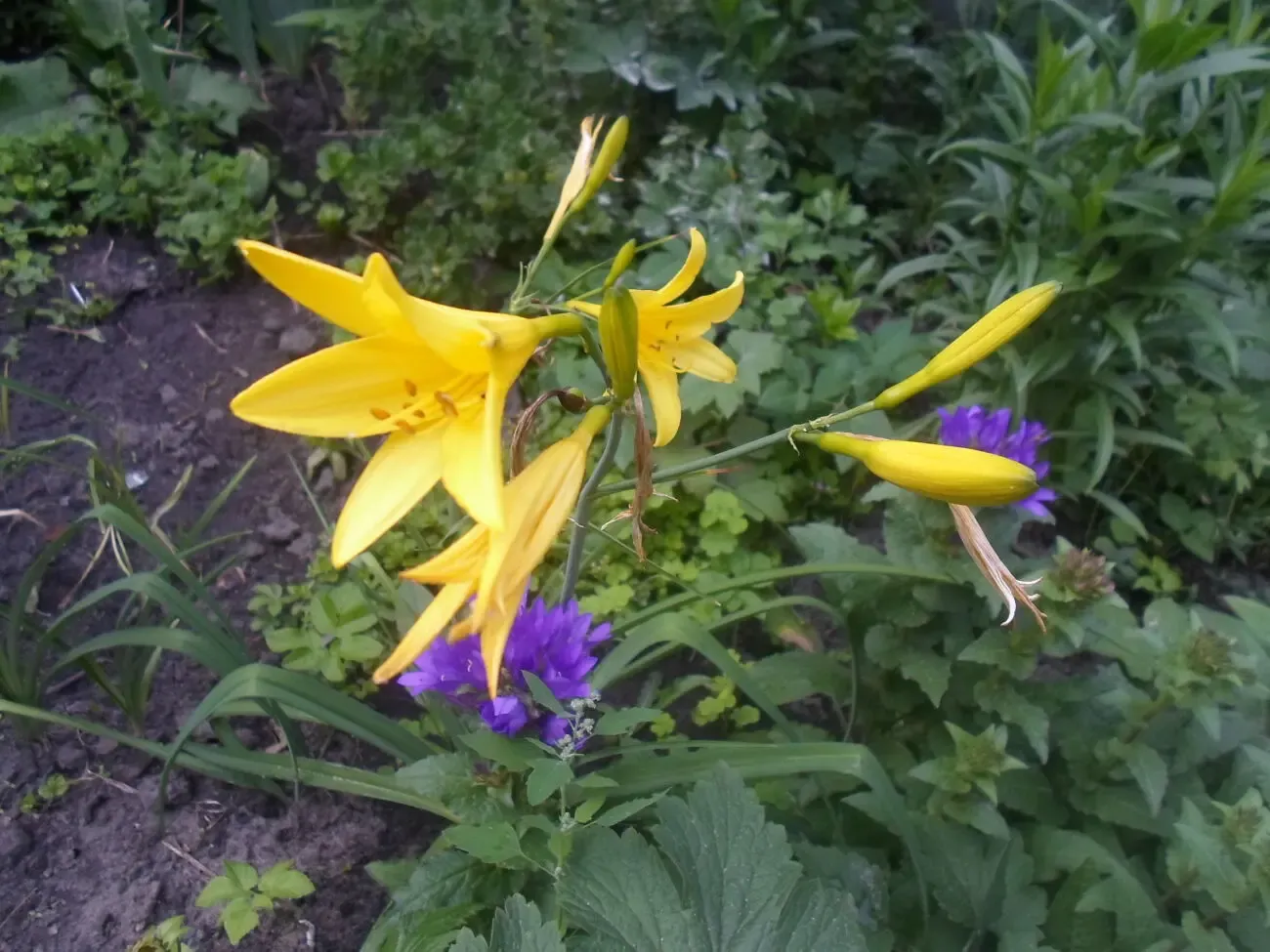 Квіти багаторічні 9