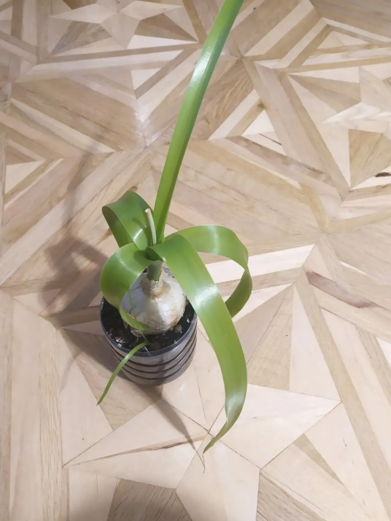 Индийский лук. Лечебный 3