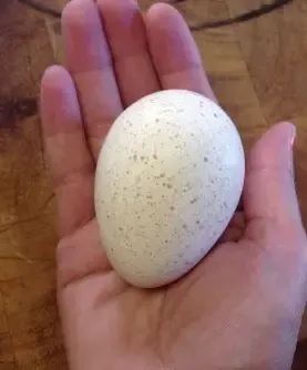 Продам инкубационное яйцо индюков, Черновцы 3