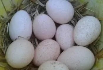 Продам инкубационное яйцо индюков, Черновцы