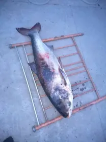 Сеть для ловли толстолоба