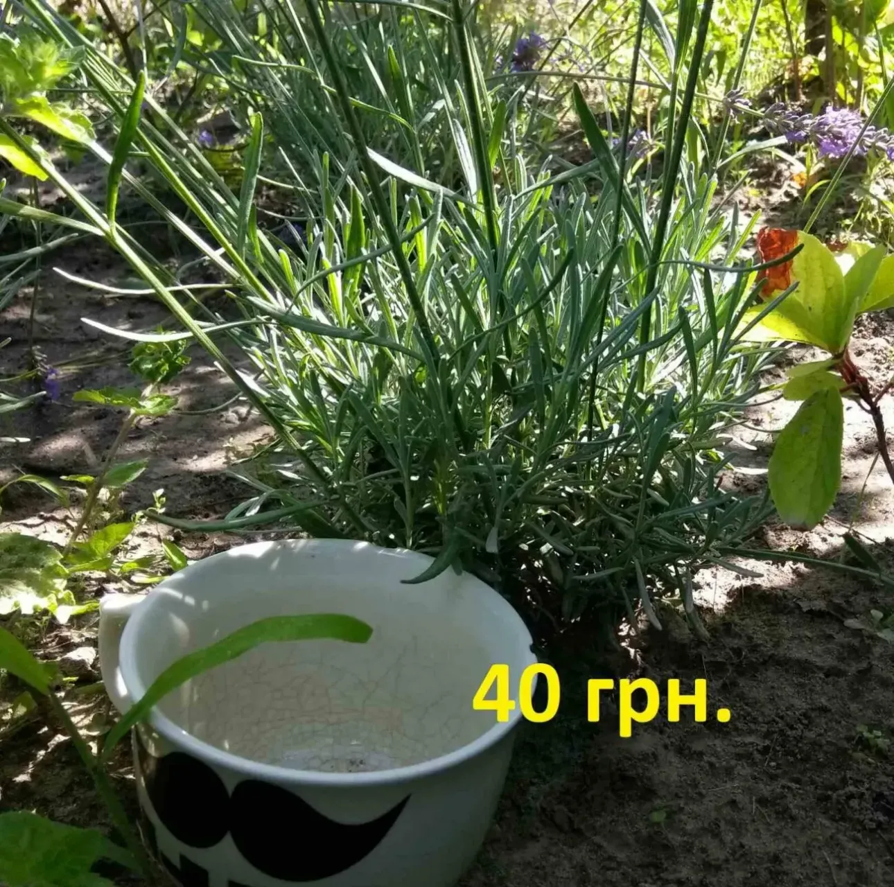Продам саженцы лаванды 2