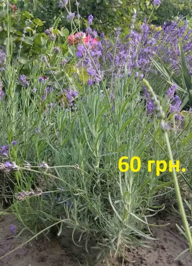 Продам саженцы лаванды 3