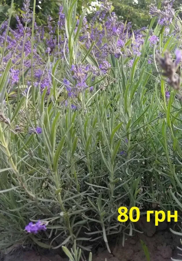 Продам саженцы лаванды 5