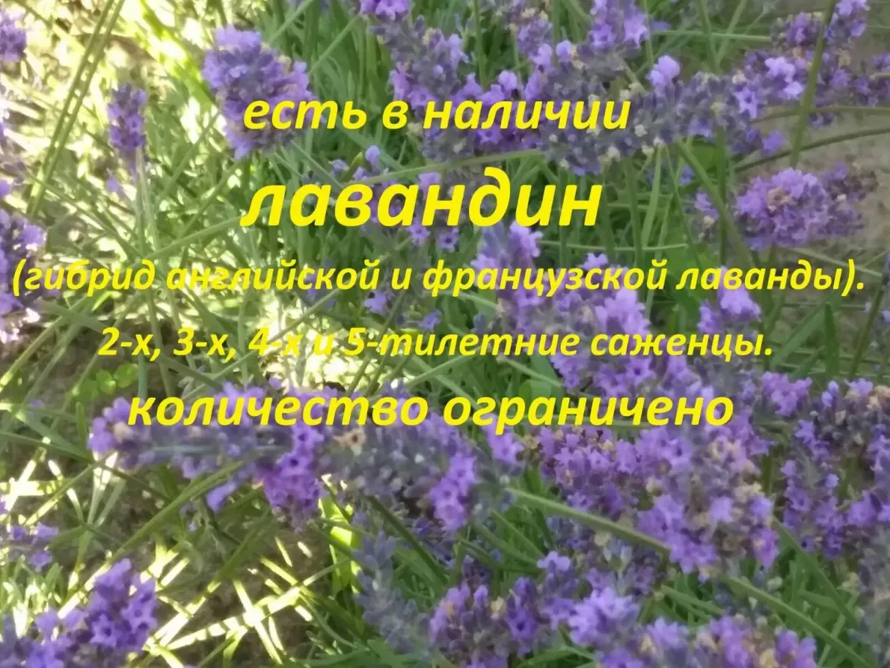 Продам саженцы лаванды