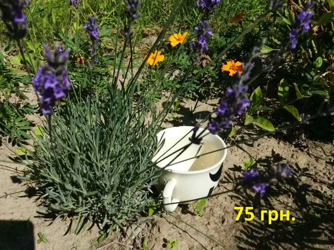 Продам саженцы лаванды 4