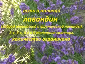 Продам саженцы лаванды