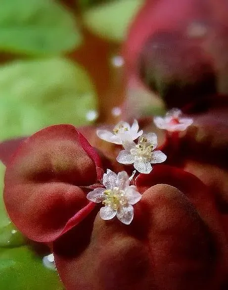 Филлантус плавающий, растения для аквариума 6