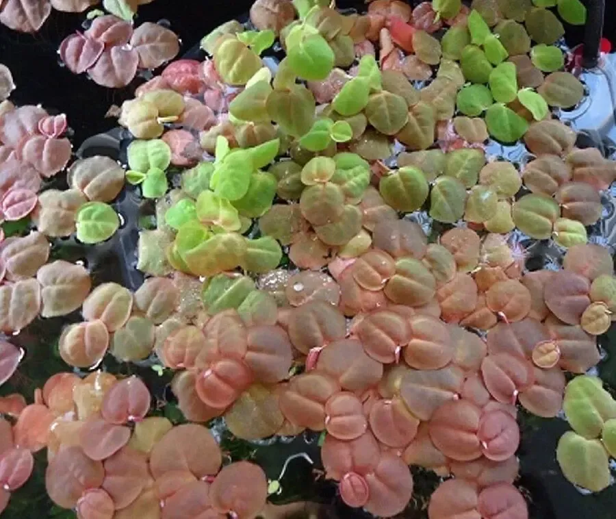 Филлантус плавающий, растения для аквариума 2