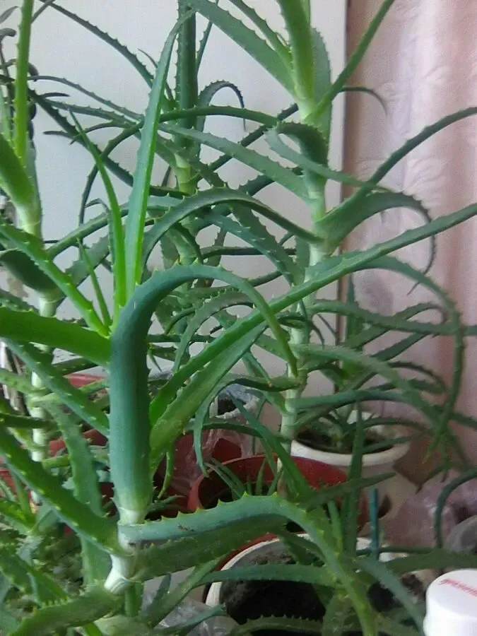 Продаю вазончики алое 3 и больше лет