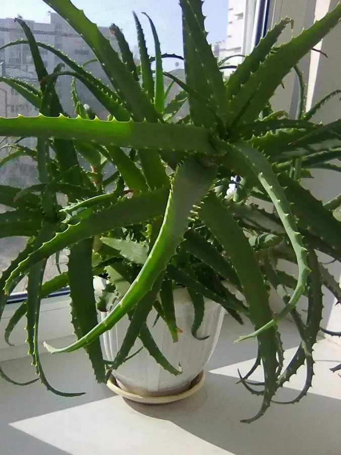 Продаю вазончики алое 3 и больше лет 4