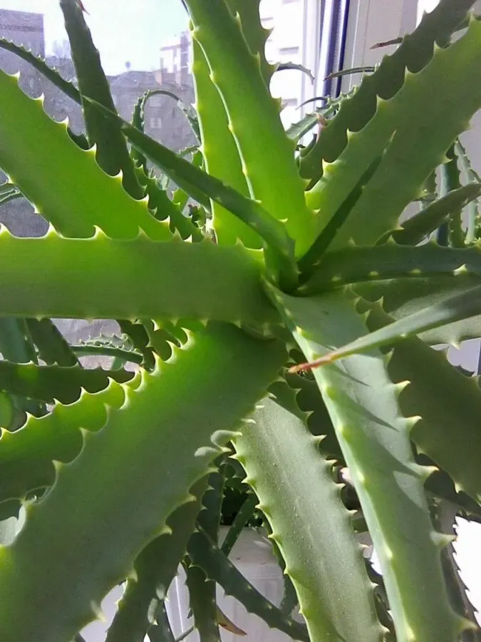 Продаю вазончики алое 3 и больше лет 2