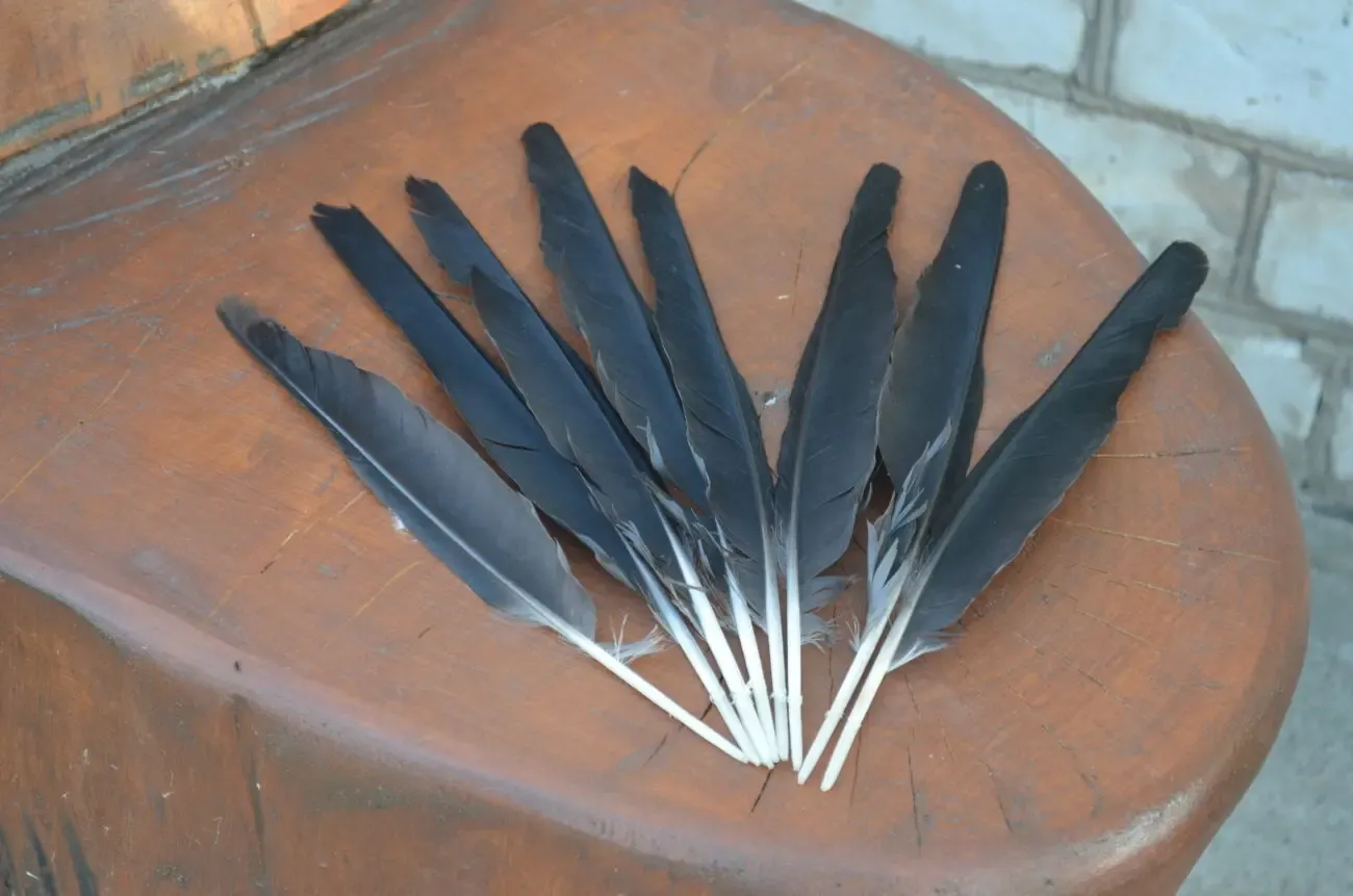 Перья лесного ворона