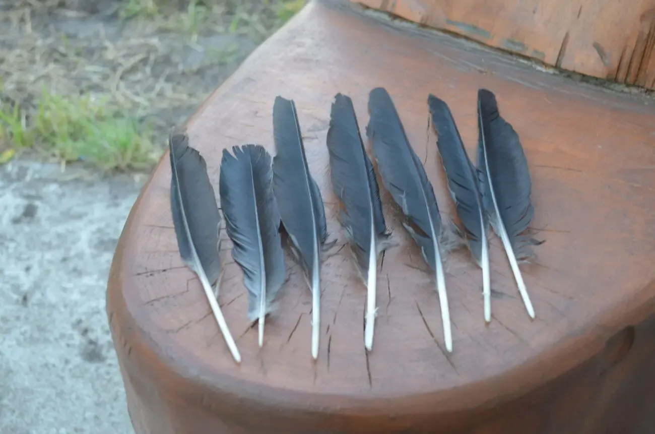 Перья лесного ворона 5